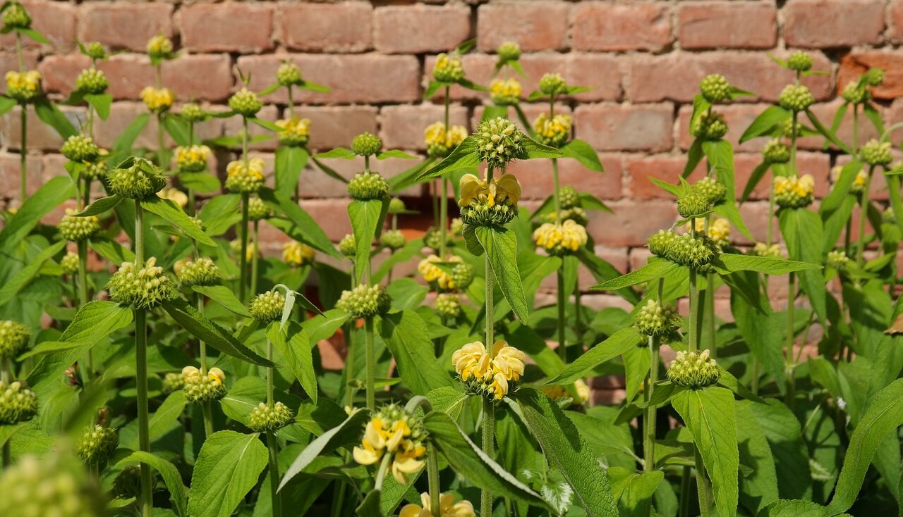 Jerusalem sage phlomis garden plant yellow