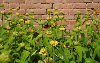 Jerusalem sage phlomis garden plant yellow