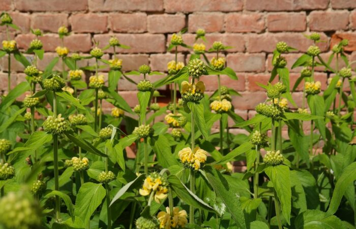 Jerusalem sage phlomis garden plant yellow