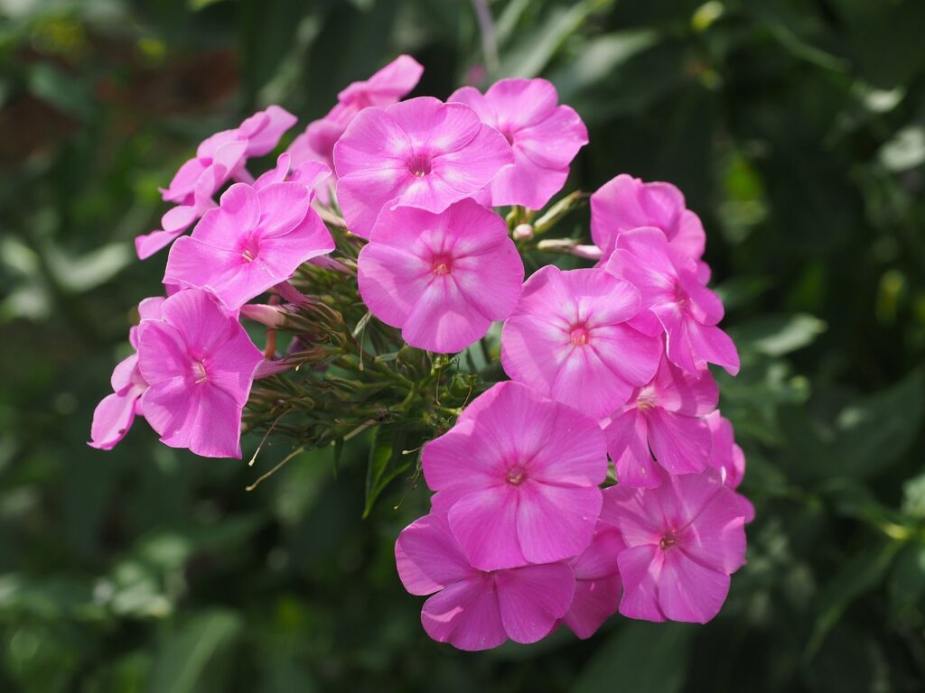 Phlox