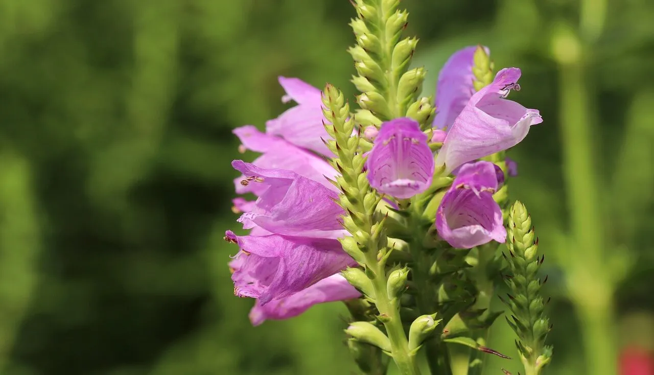 Obedient plant