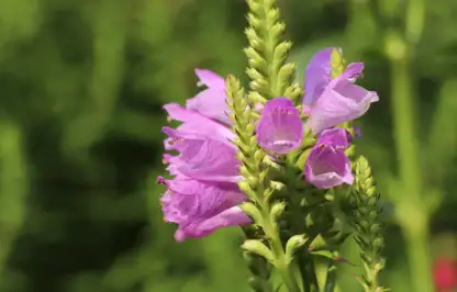 Obedient plant