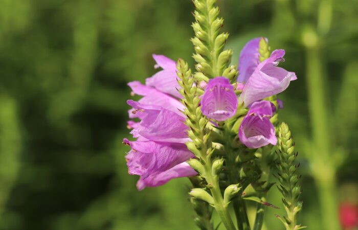 Obedient plant