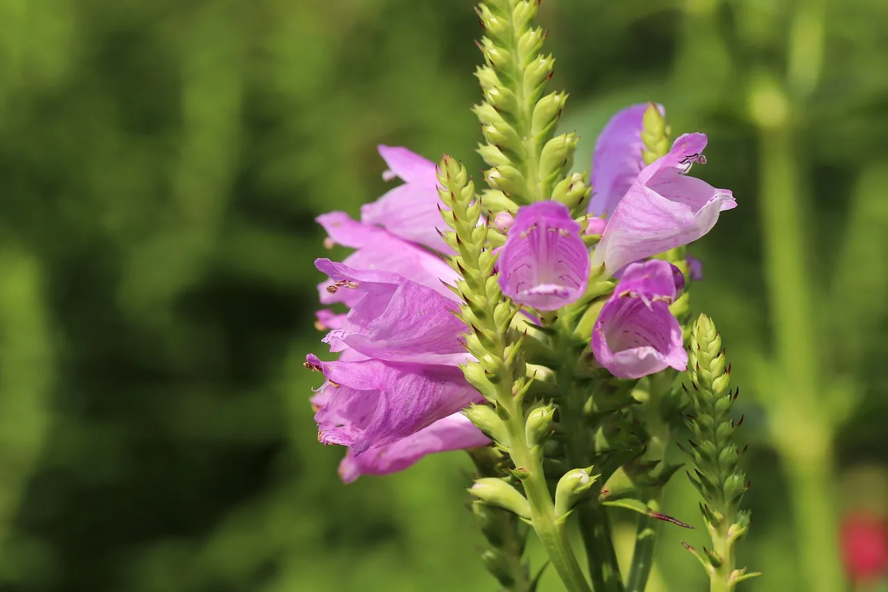 Obedient plant