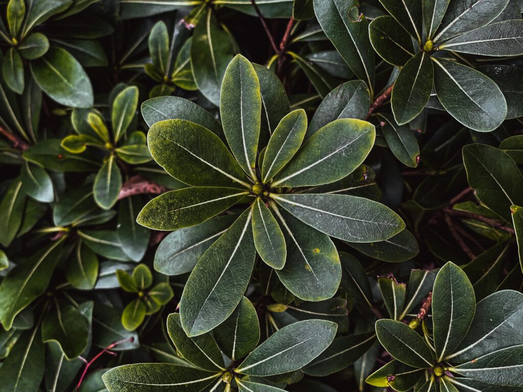 Pittosporum