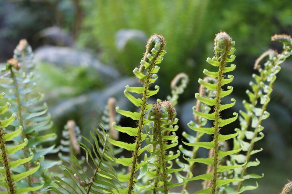 soft shield fern