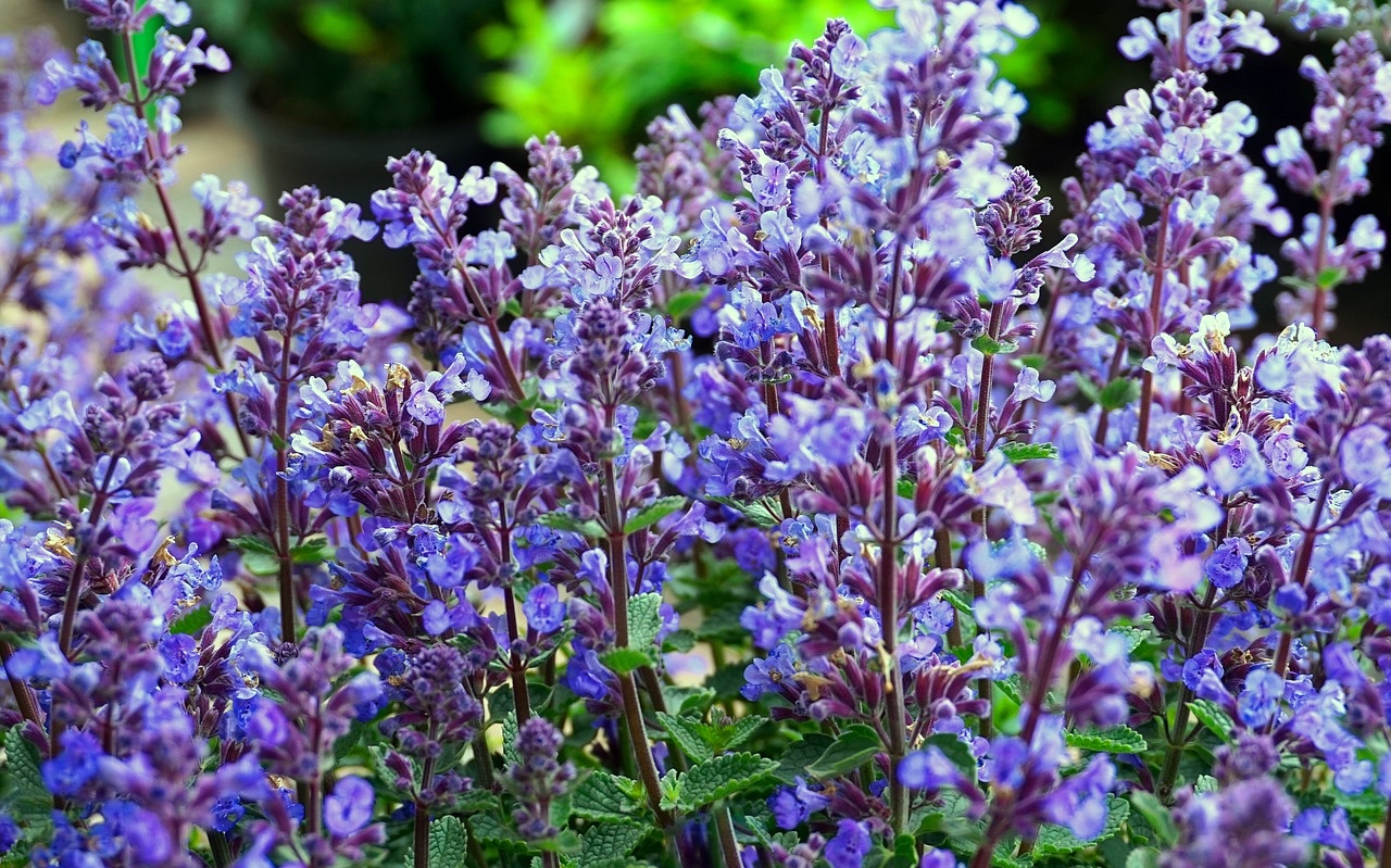 Bog sage