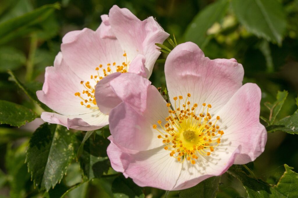 Tea rose