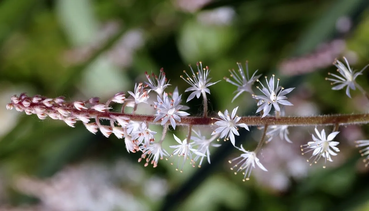 Purple tiarella plant