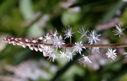 Purple tiarella plant