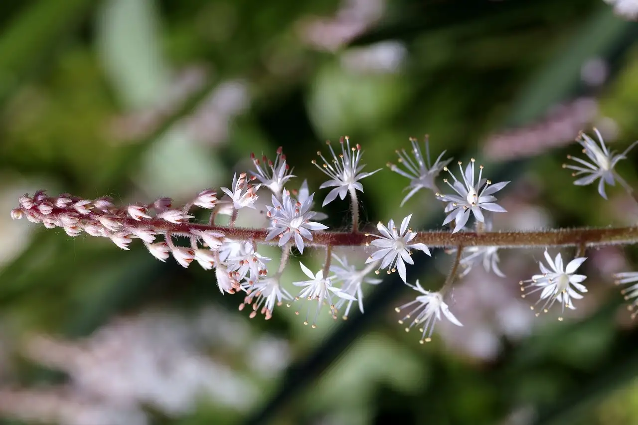 Tiarella with purple marked leaves growing in a shady garden