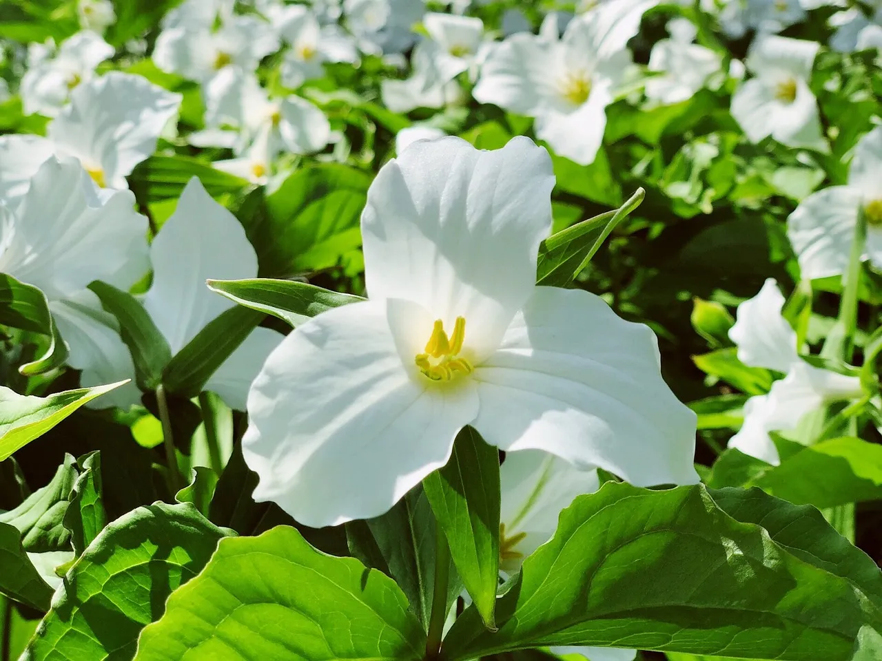 Trillium plant in shade garden