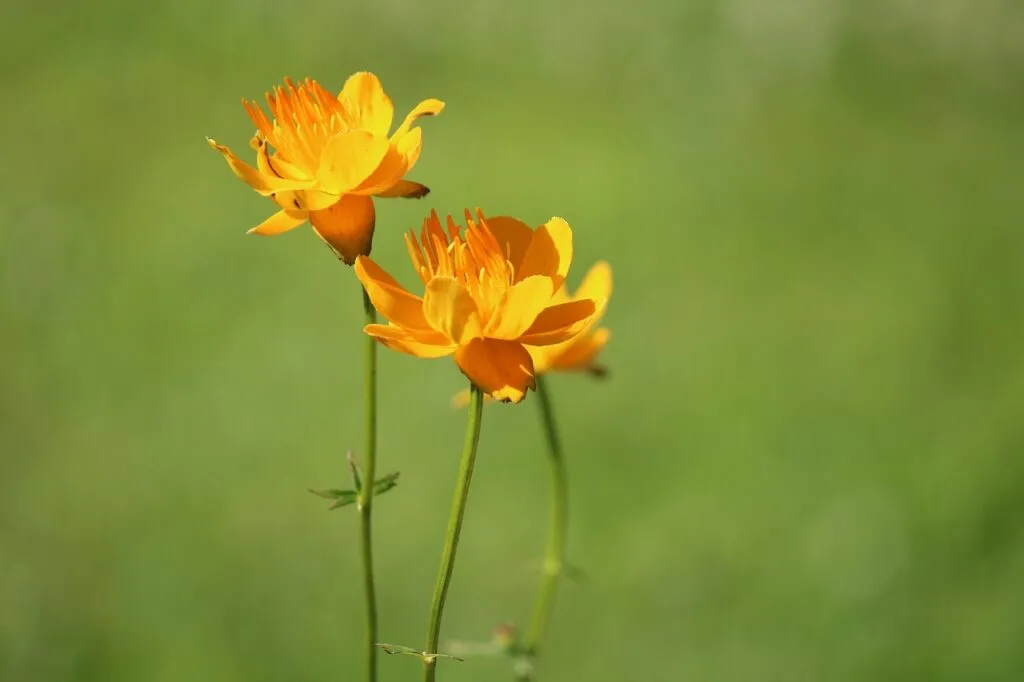 Trollius