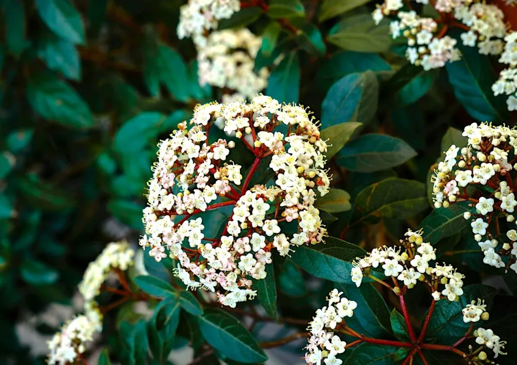 Viburnum davidii