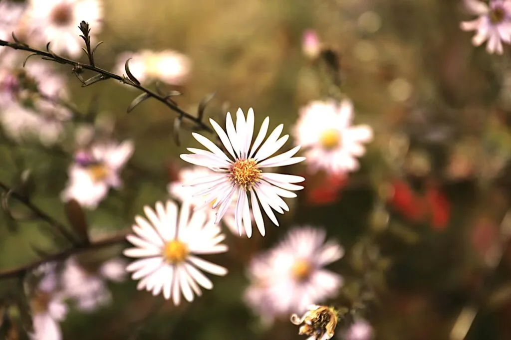 White aster