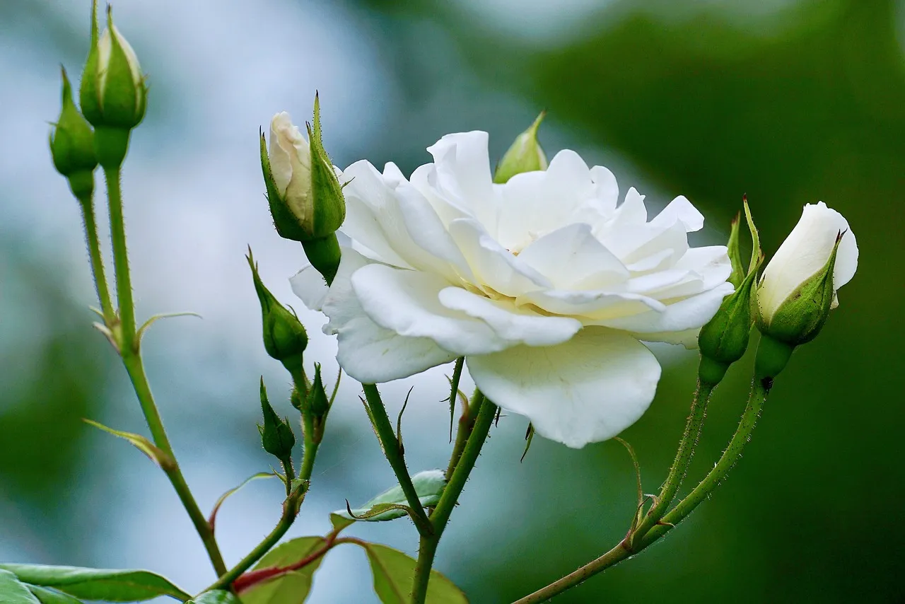 White climbing rose in full flower showing healthy repeat flowering