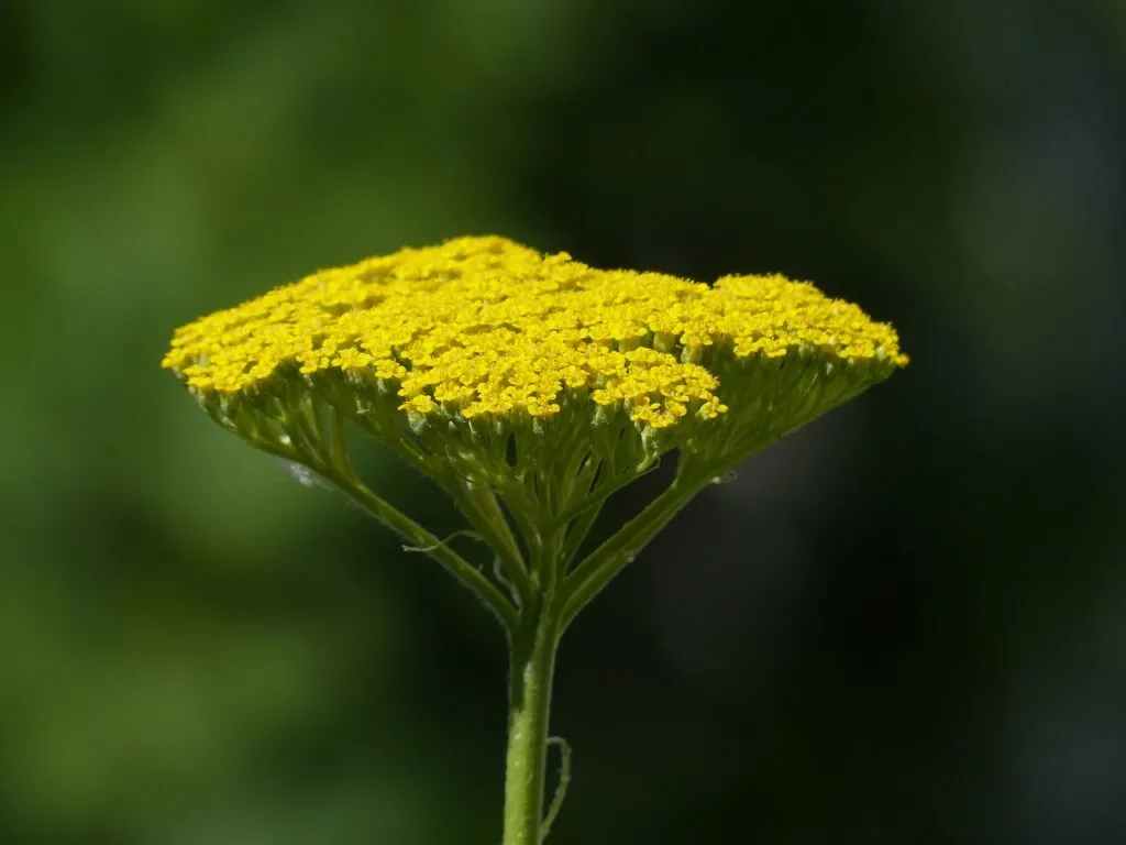 Achillea yarrow
