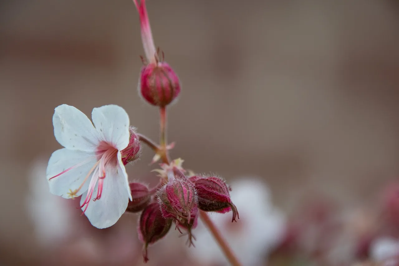 Geranium macrorrhizum cranesbill pink flowers and aromatic leaves