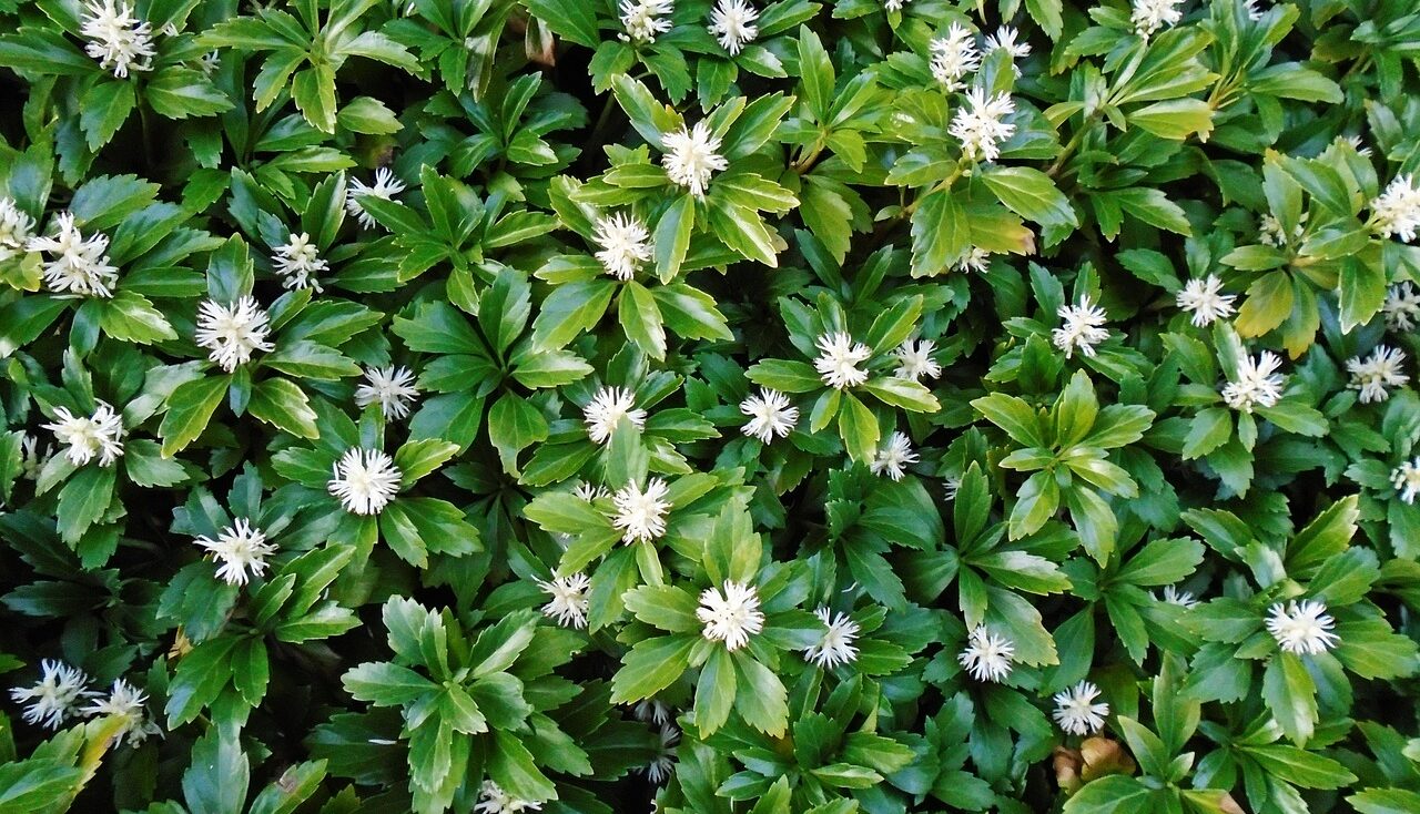 Pachysandra