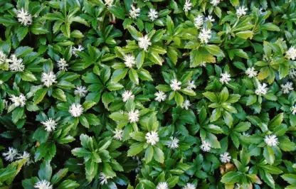 Pachysandra
