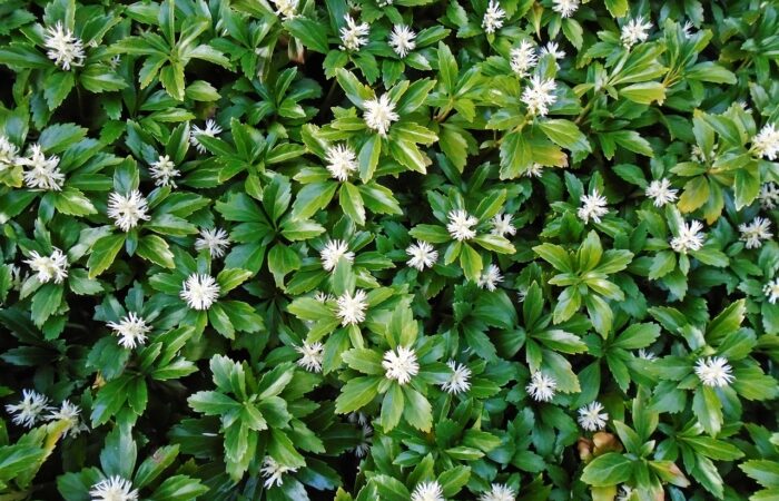 Pachysandra