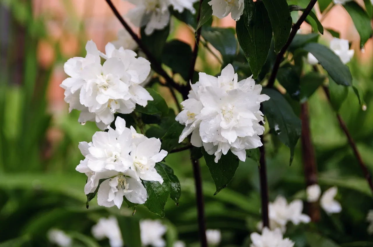Philadelphus virginalis mock orange in white flower