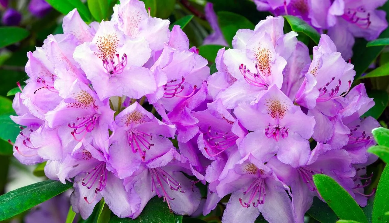 Shade loving shrubs