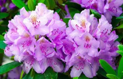Shade loving shrubs