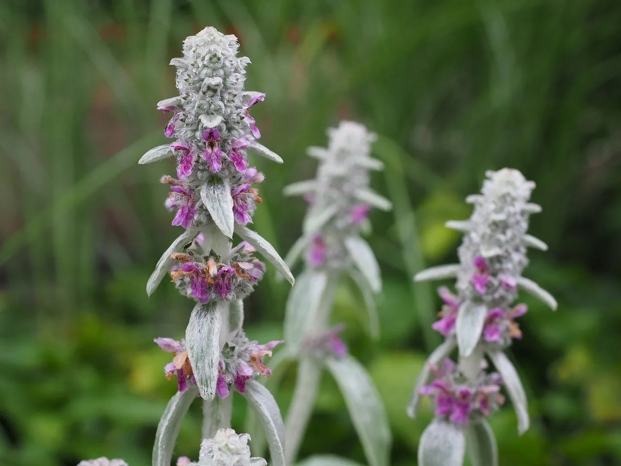 Stachys byzantina lambs ears