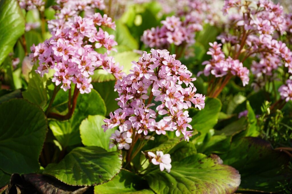 Plants that love clay soil