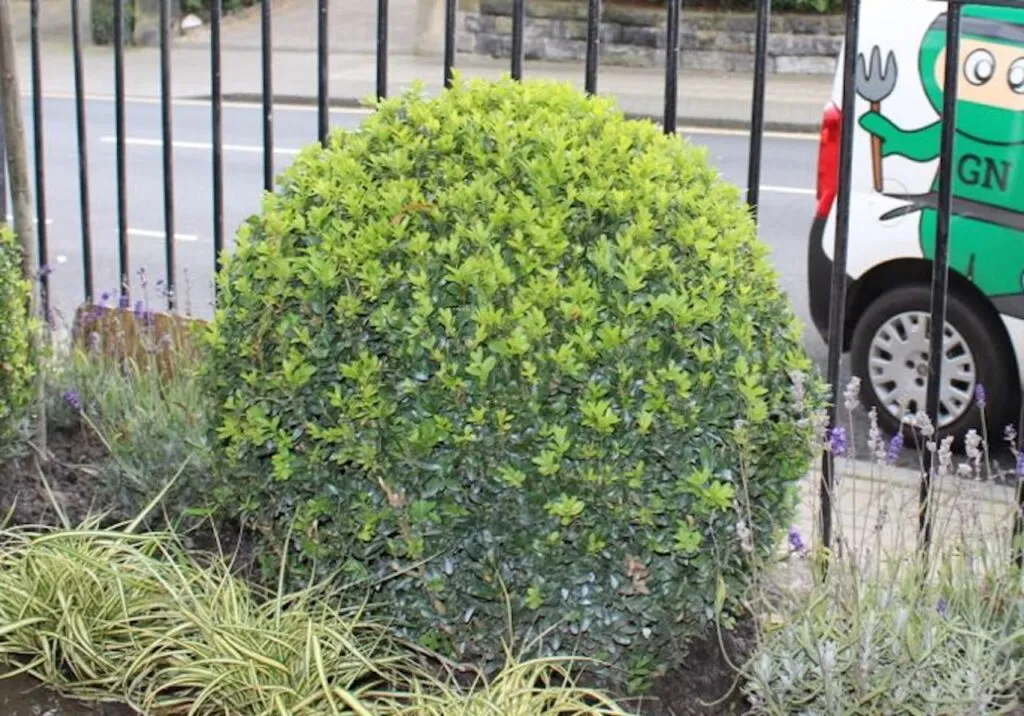 Buxus balls