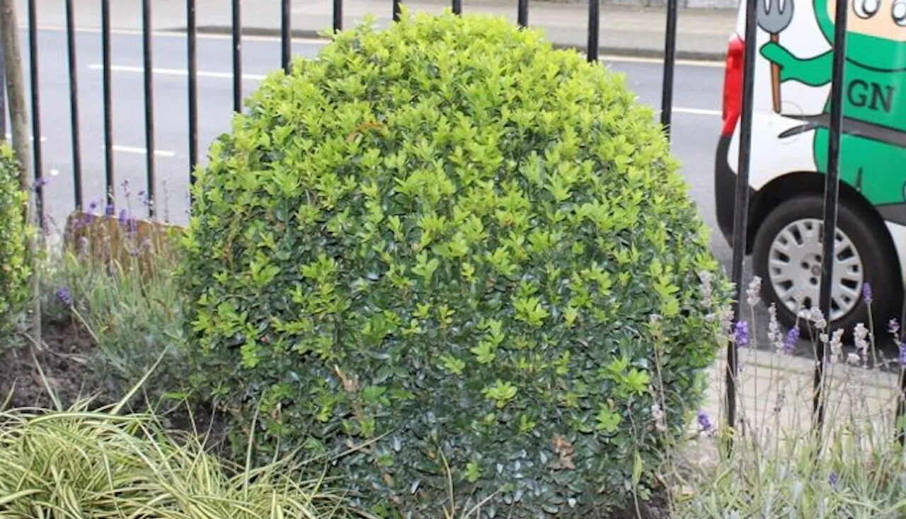 Buxus balls