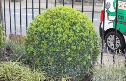 Buxus balls