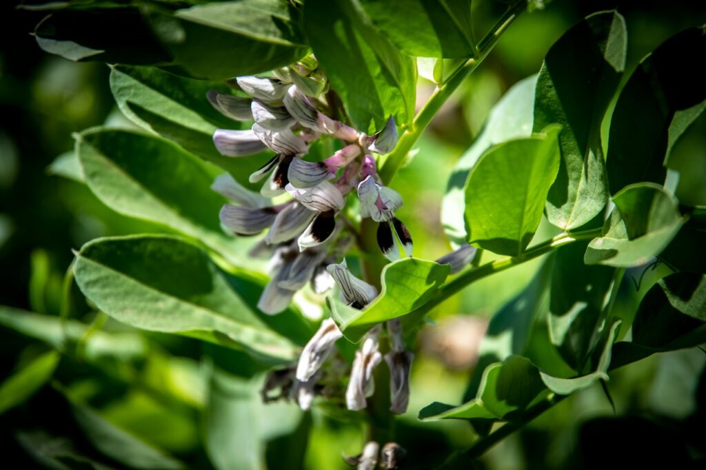 Broad bean