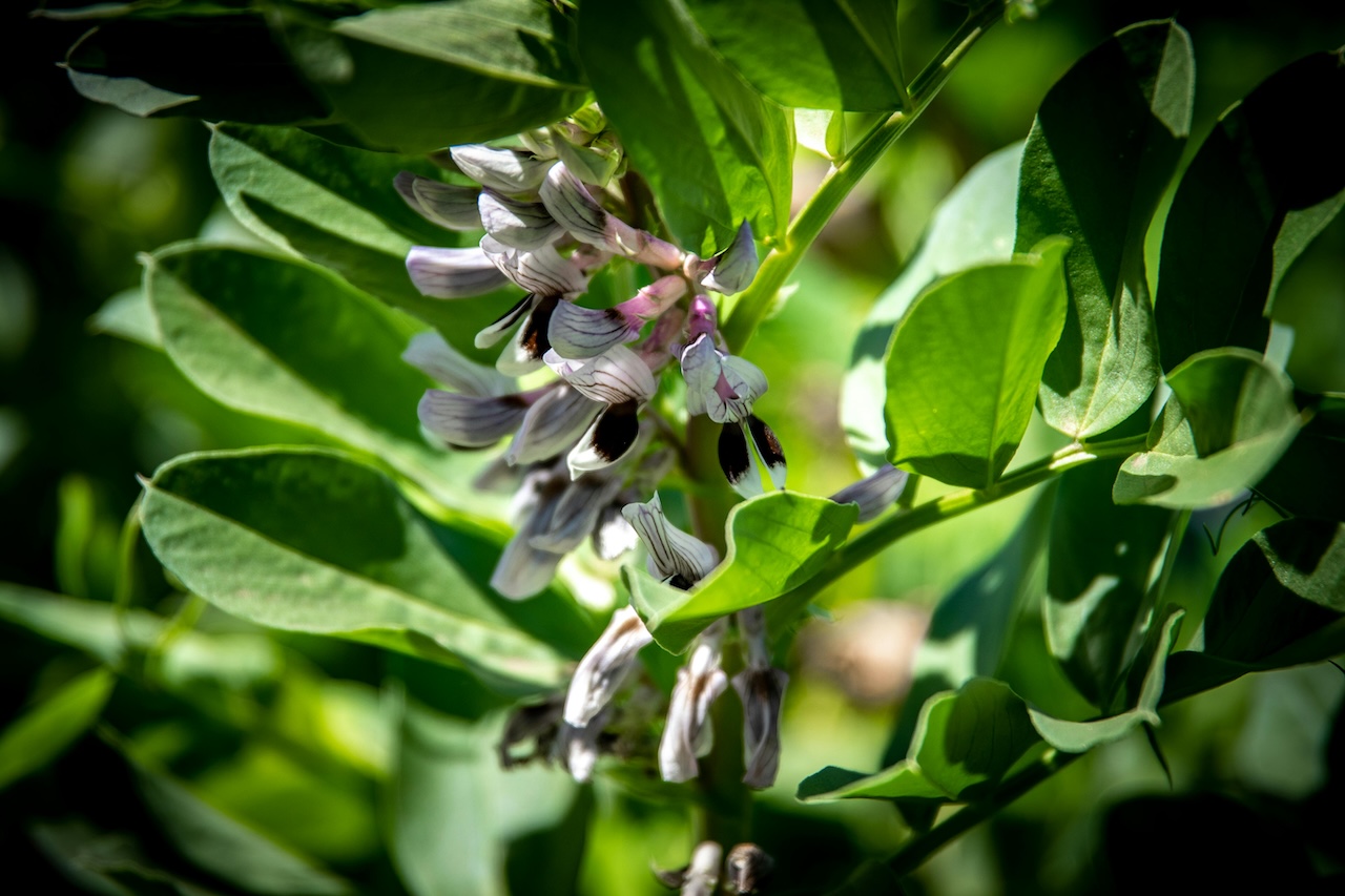 Broad bean plants in flower