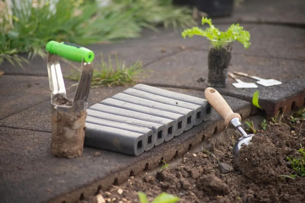 How to plant bulbs