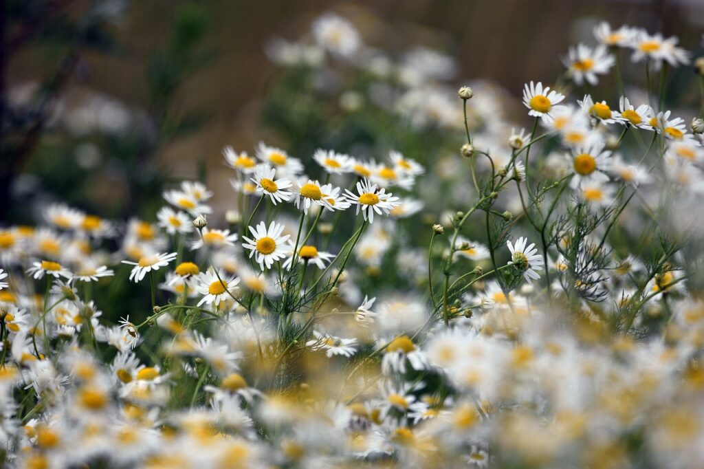 Camomile