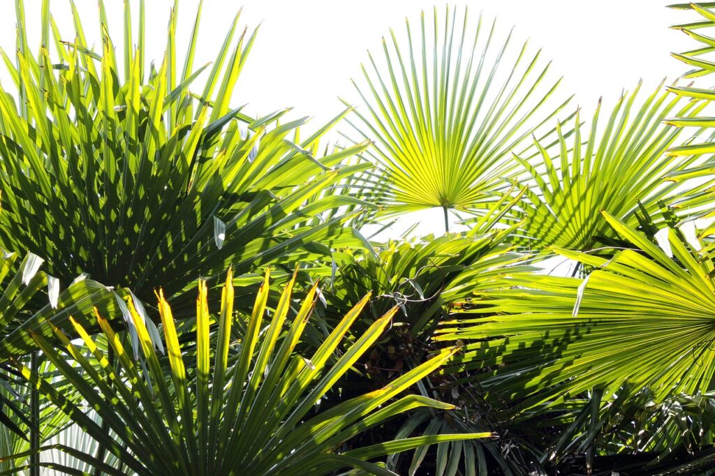Fan palm