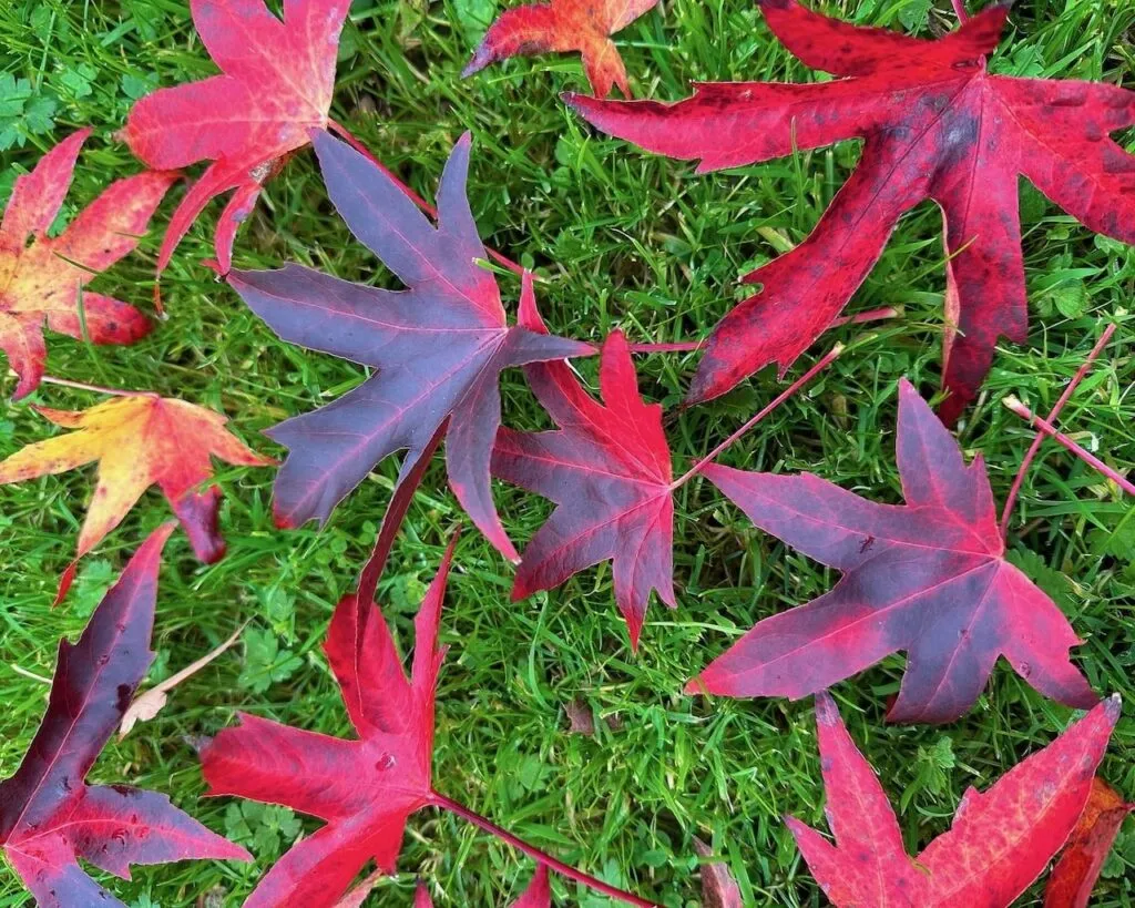 Collecting leaves for leaf mould