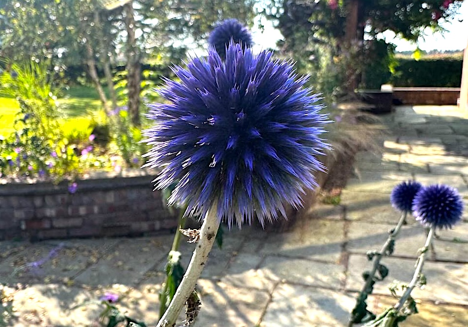 Globe thistle