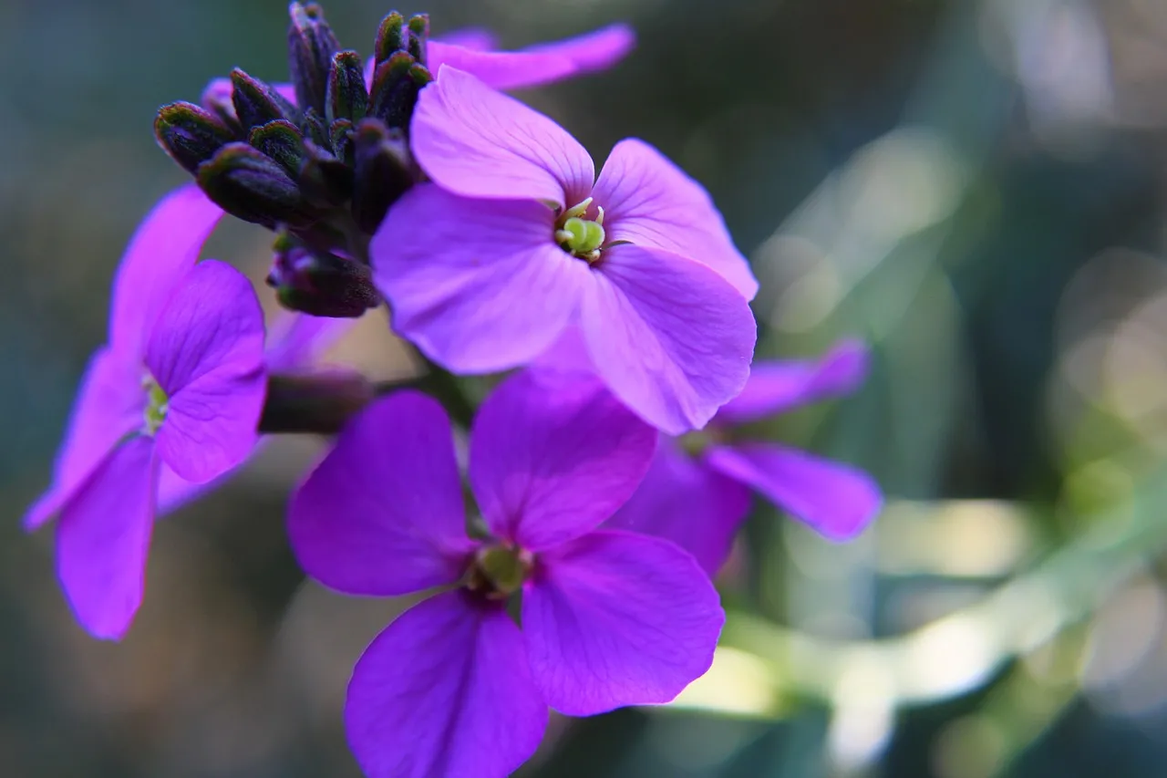 Erysimum Bowles Mauve perennial wallflower in flower