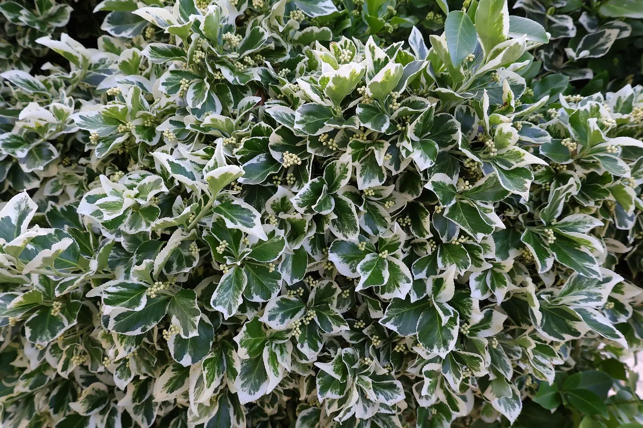 Euonymus fortunei Fortune's spindle evergreen ground cover and low hedge alternative to buxus box