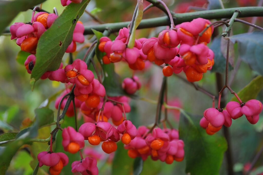 Spindle