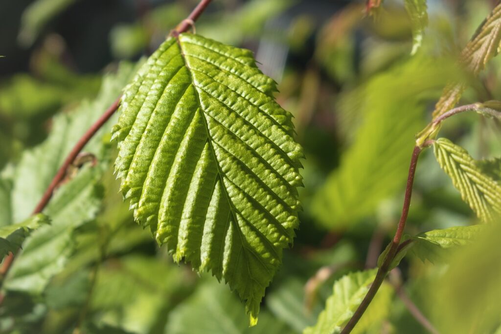 Beech tree