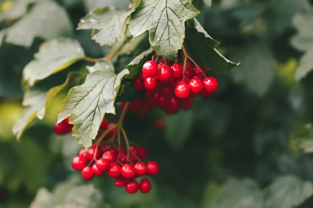 Guelder rose