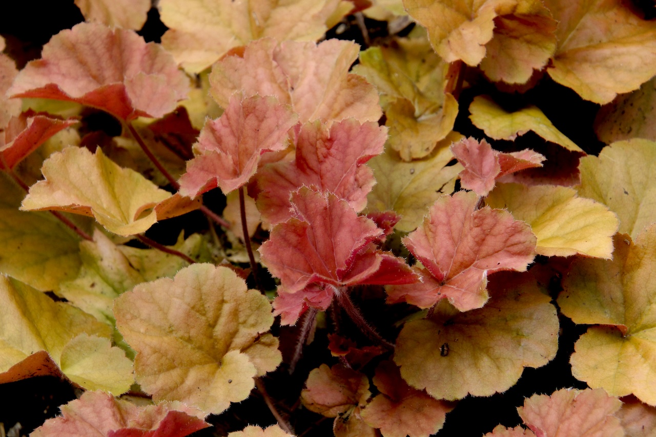 Close up of Heuchera leaves in a clay soil border