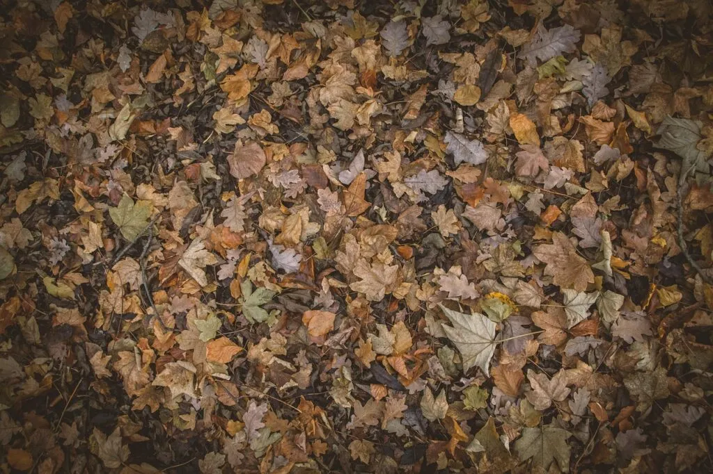 dry leaves in leaf mould