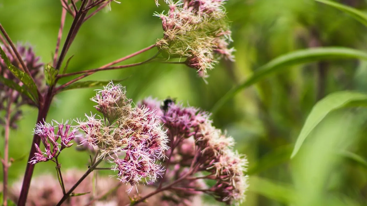 Joe pye weed growing