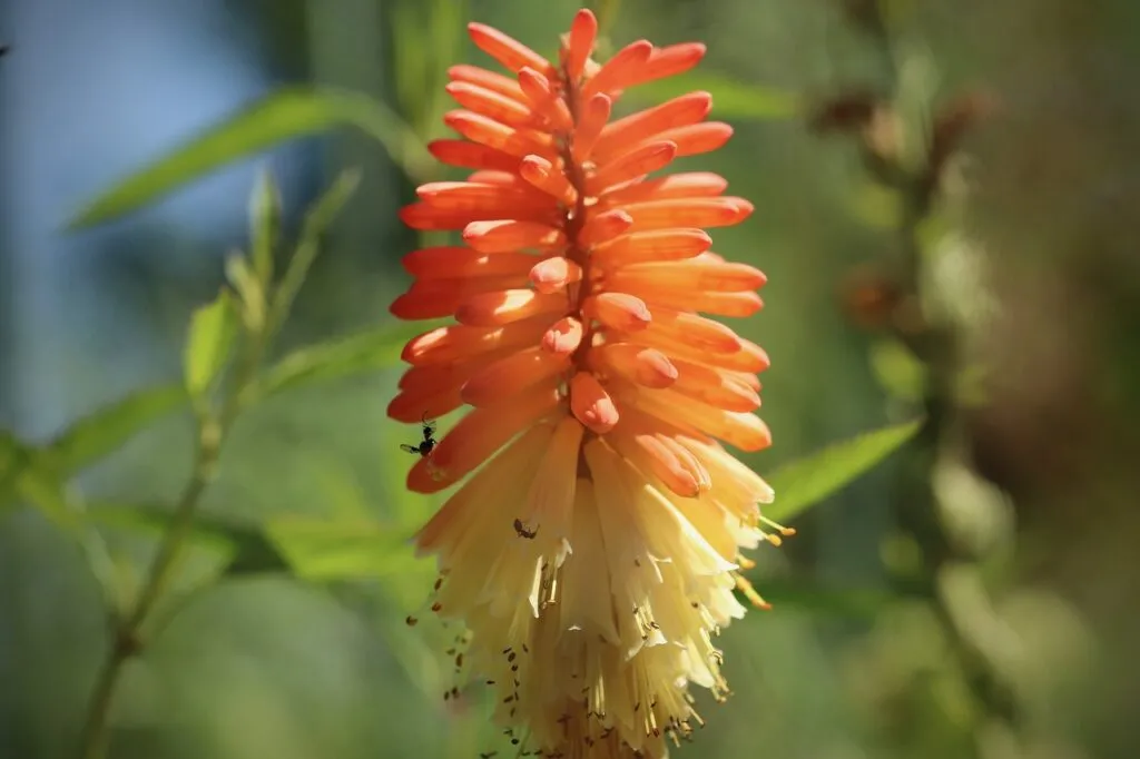 Red hot pokers
