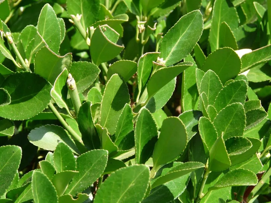Bay tree